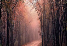 虎扑体育：[德甲]第27轮：拜仁VS圣保利.